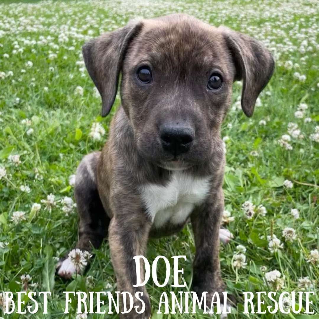 Doe, an adoptable American Bulldog in Wasilla, AK, 99654 | Photo Image 2