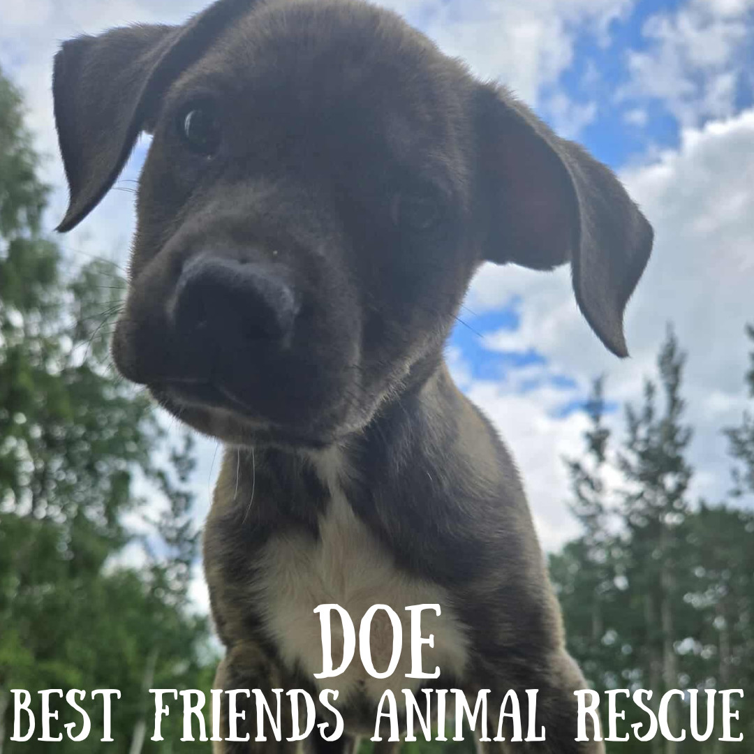 Doe, an adoptable American Bulldog in Wasilla, AK, 99654 | Photo Image 3