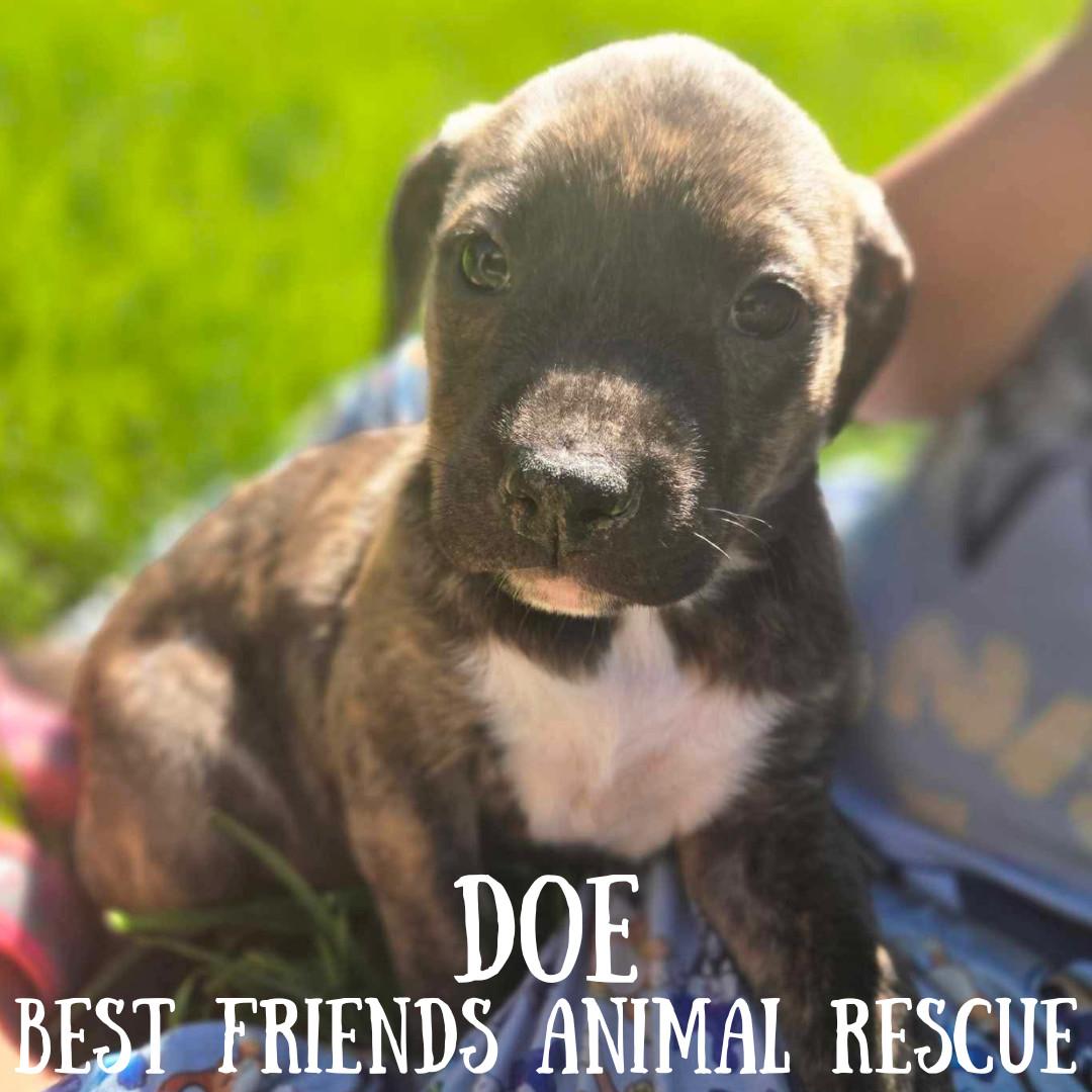 Doe, an adoptable American Bulldog in Wasilla, AK, 99654 | Photo Image 4