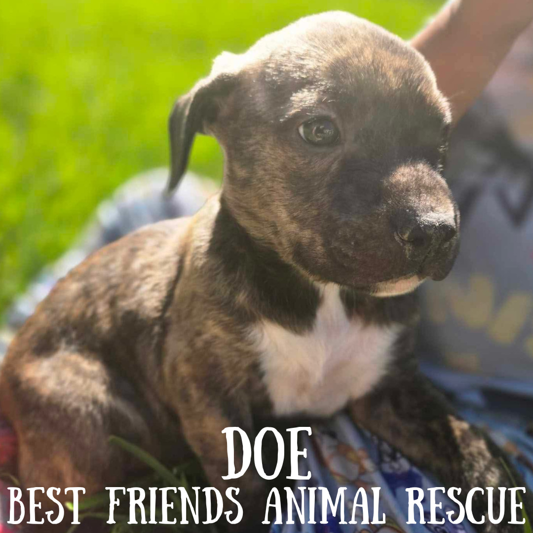 Doe, an adoptable American Bulldog in Wasilla, AK, 99654 | Photo Image 5