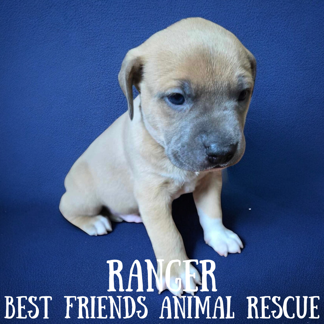 Ranger