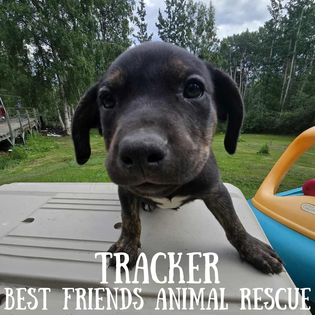 Tracker