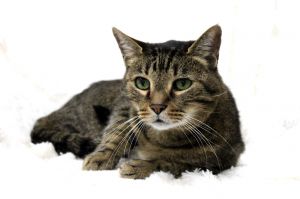 Calder is a sweet boy who loves canned food and long naps on his favorite cat tree