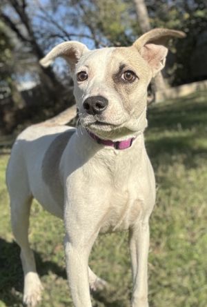 Cupcake, Adult Female unknown