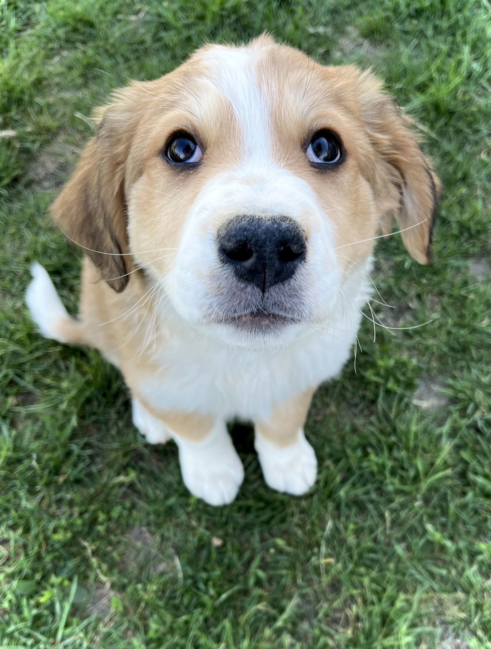 Hank