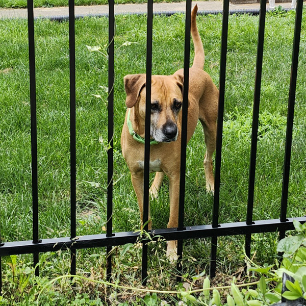 Daisy Mae