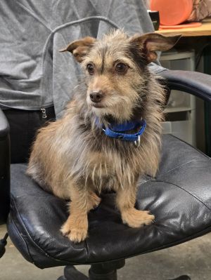 Marty, Adult Male Terrier