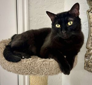 Jimmy, Adult Male Domestic Short Hair