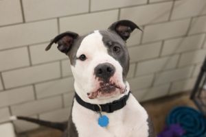 Duke