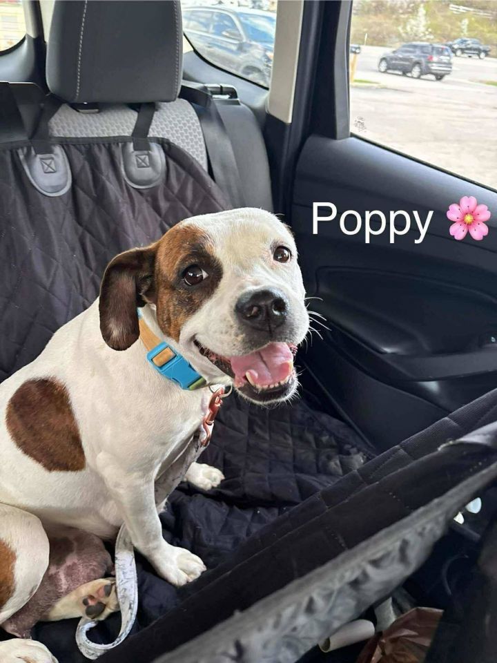 Poppy 1