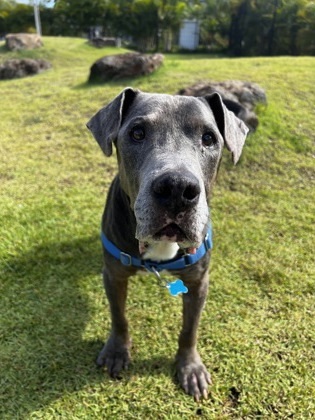 Kaleo, an adoptable Terrier, Mixed Breed in Honolulu, HI, 96826 | Photo Image 1