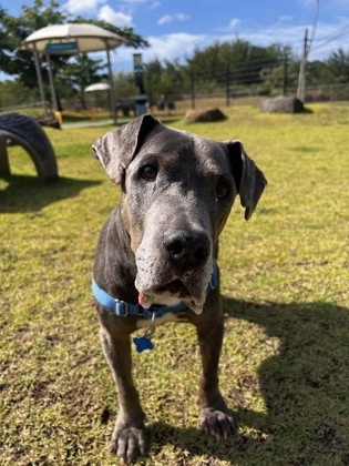 Kaleo, an adoptable Terrier, Mixed Breed in Honolulu, HI, 96826 | Photo Image 2