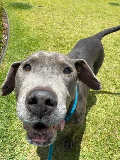 Kaleo, an adoptable Terrier, Mixed Breed in Honolulu, HI, 96826 | Photo Image 3