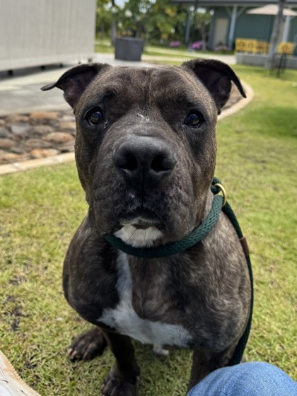 Prince, an adoptable Pit Bull Terrier, Mixed Breed in Honolulu, HI, 96826 | Photo Image 1