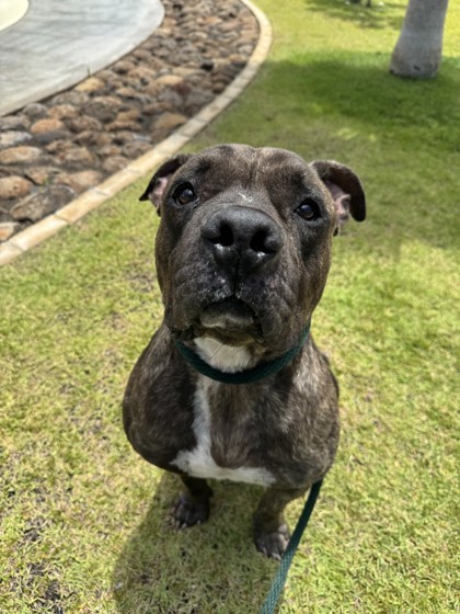 Prince, an adoptable Pit Bull Terrier, Mixed Breed in Honolulu, HI, 96826 | Photo Image 2