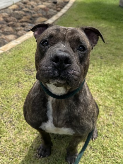 Prince, an adoptable Pit Bull Terrier, Mixed Breed in Honolulu, HI, 96826 | Photo Image 3