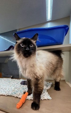 What my friends at Seattle Humane say about me Youd never guess I only have three legs I get arou