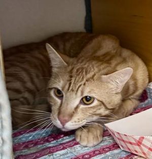 What my friends at Seattle Humane say about me I love to play I have a feather toy thats amazing