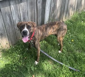 Spike, Adult Male Mixed Breed
