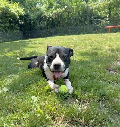 Sheeba