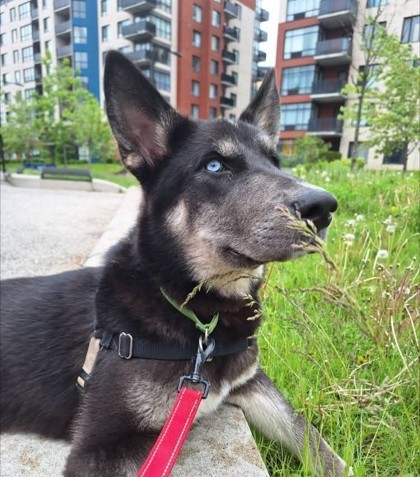 Bowie