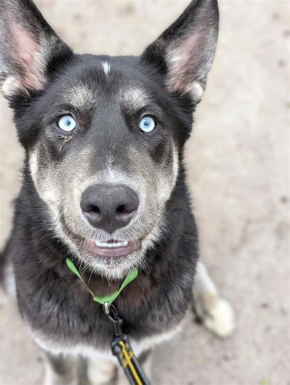 Bowie