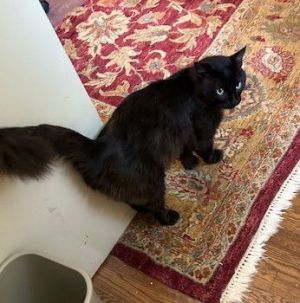 Meet Tommy Kitty - Your Future Feline Best Friend AWHAR will pay 175month for you to foster and h