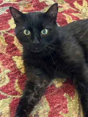 Meet TomTom - Your Future Feline Best Friend AWHAR is OUT of room and will pay 150month for you 