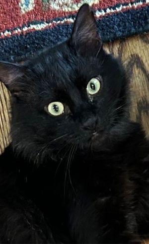 Meet Handsome TOMMY - Tommy is a great cat About two years or younger HE IS A PISTOL Strong smar