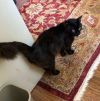 Tommy - A beauty needs a chance -$100/mo foster photo 3