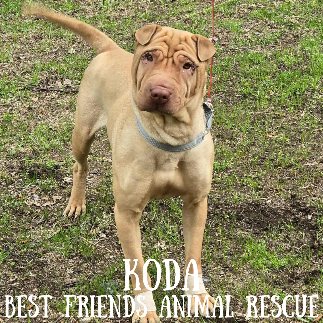 Koda