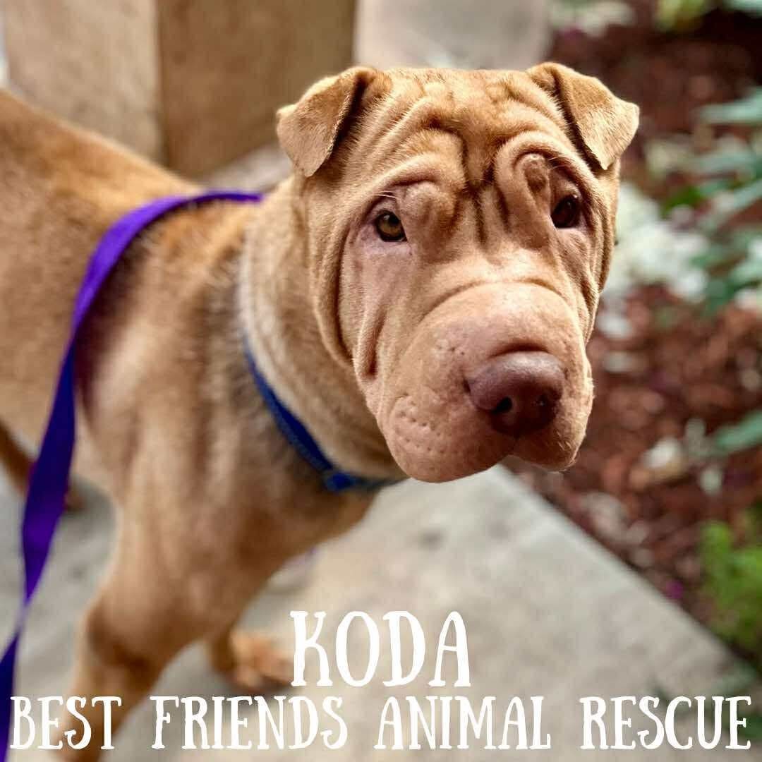 Koda, an adoptable Shar-Pei in Wasilla, AK, 99654 | Photo Image 1