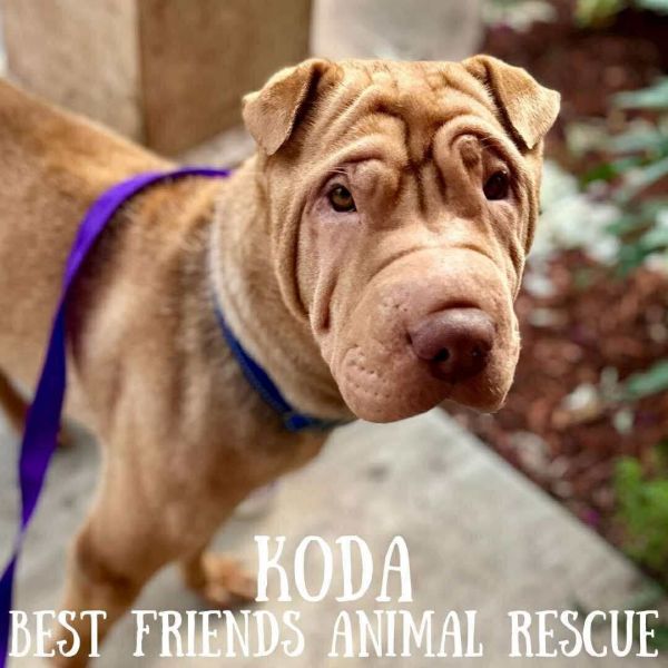 Koda
