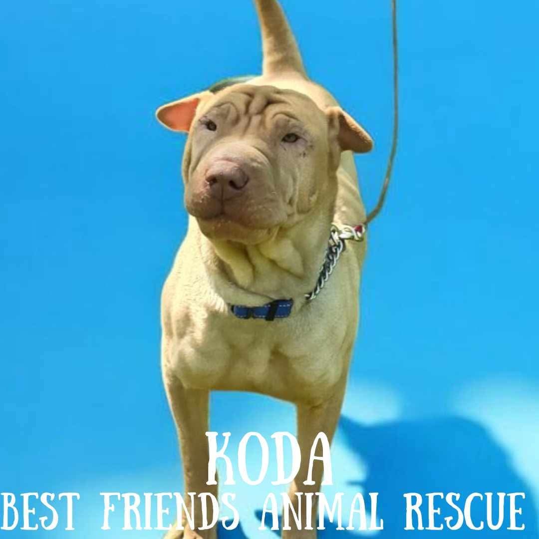 Koda