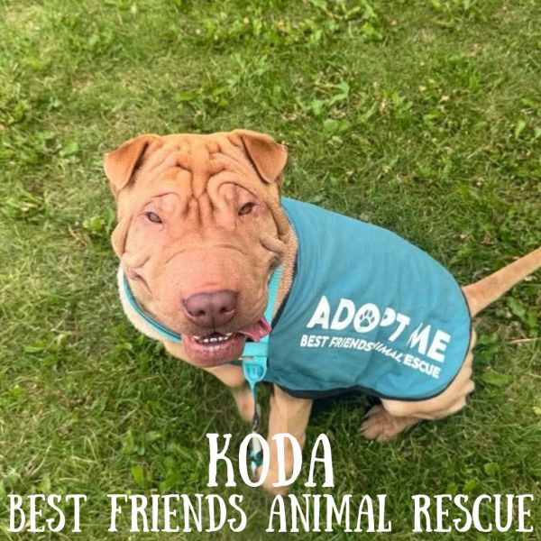 Koda thumbnail 2