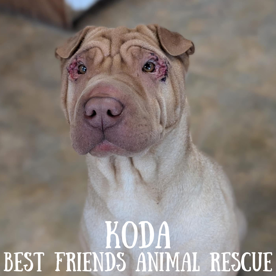 Koda