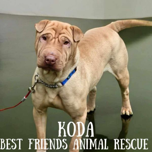 Koda thumbnail 5