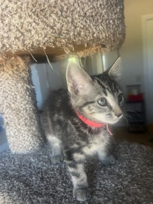 Volt, Baby Female Domestic Medium Hair
