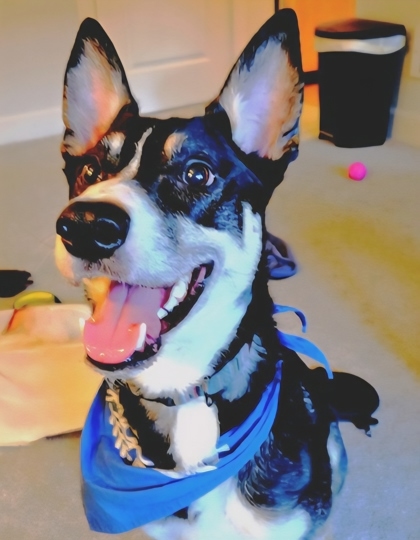 Mylo