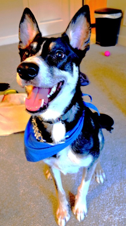 Mylo