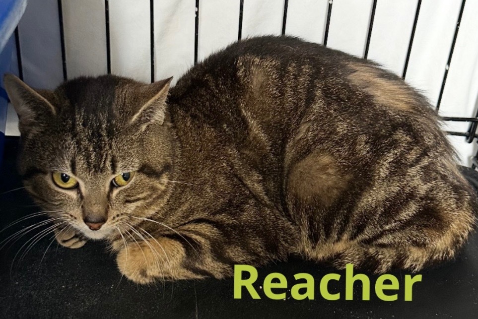REACHER