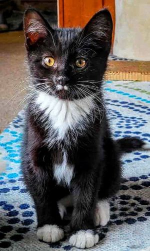 C284 Litter Brooke, Baby Female Tuxedo