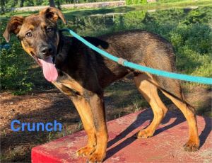 Crunch (7109 Cambridge), Young Male German Shepherd Dog