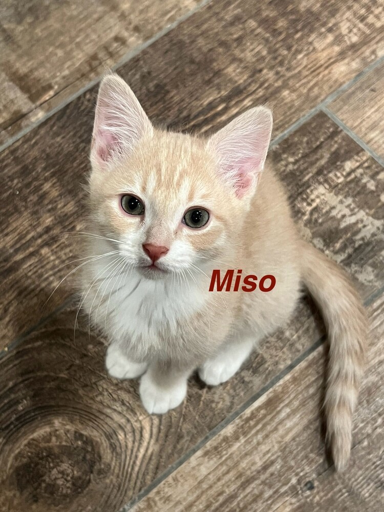 Miso