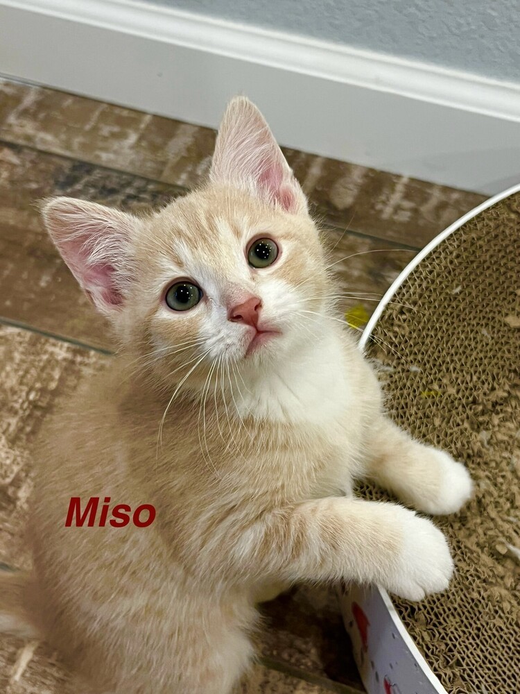 Miso