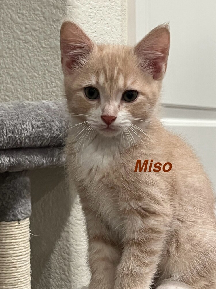 Miso