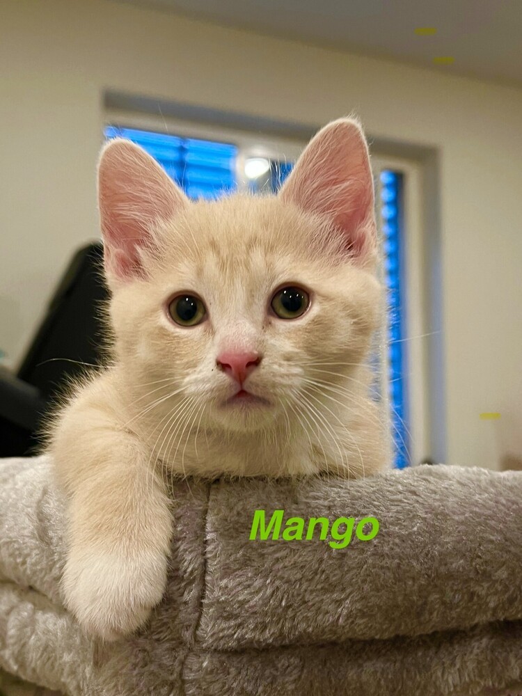 Mango