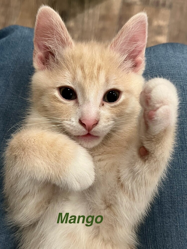Mango