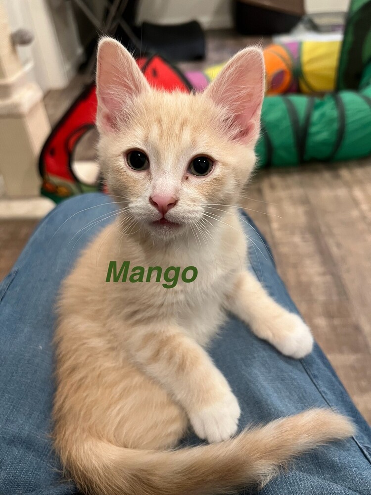Mango