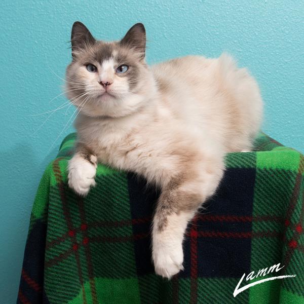 Violet, an adoptable Snowshoe in Sherwood, OR, 97140 | Photo Image 1